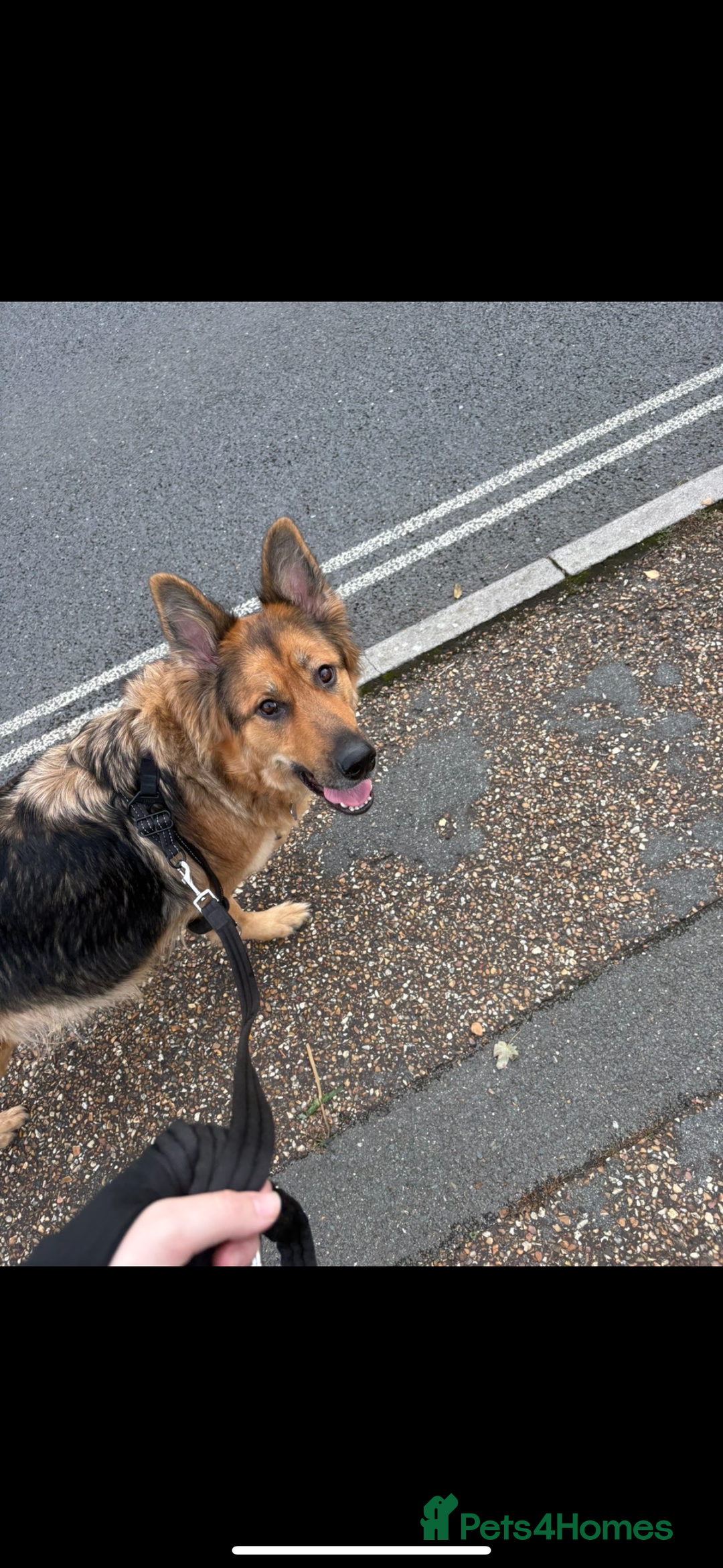 German Shepherd dogs for sale: Pedigree German Shepherd Puppies - Advert 16