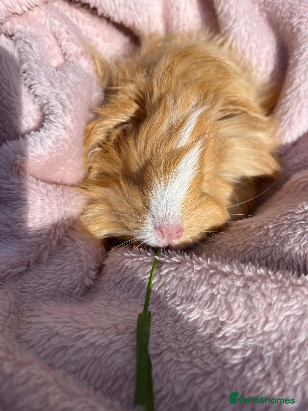 Guinea Pig rodents for sale: 3 female guinea pigs  - Advert 2