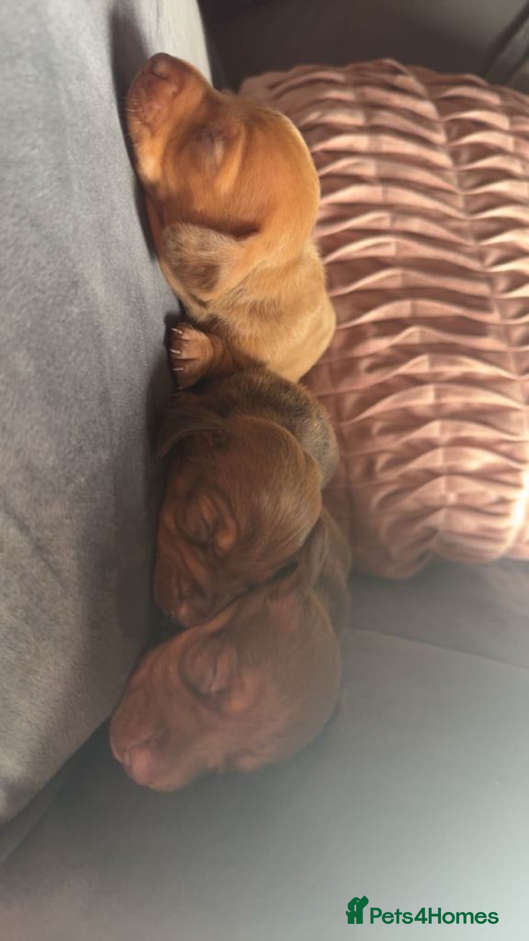 Miniature Dachshund dogs for sale: 3 gorgeous miniature daschunds - Image 10