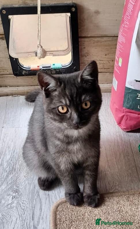 British Shorthair cats British Shorthair Kittens Ready To Go - Advert 1
