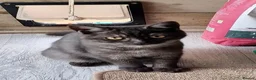 British Shorthair cats for sale: British Shorthair Kittens Ready To Go - Advert 1