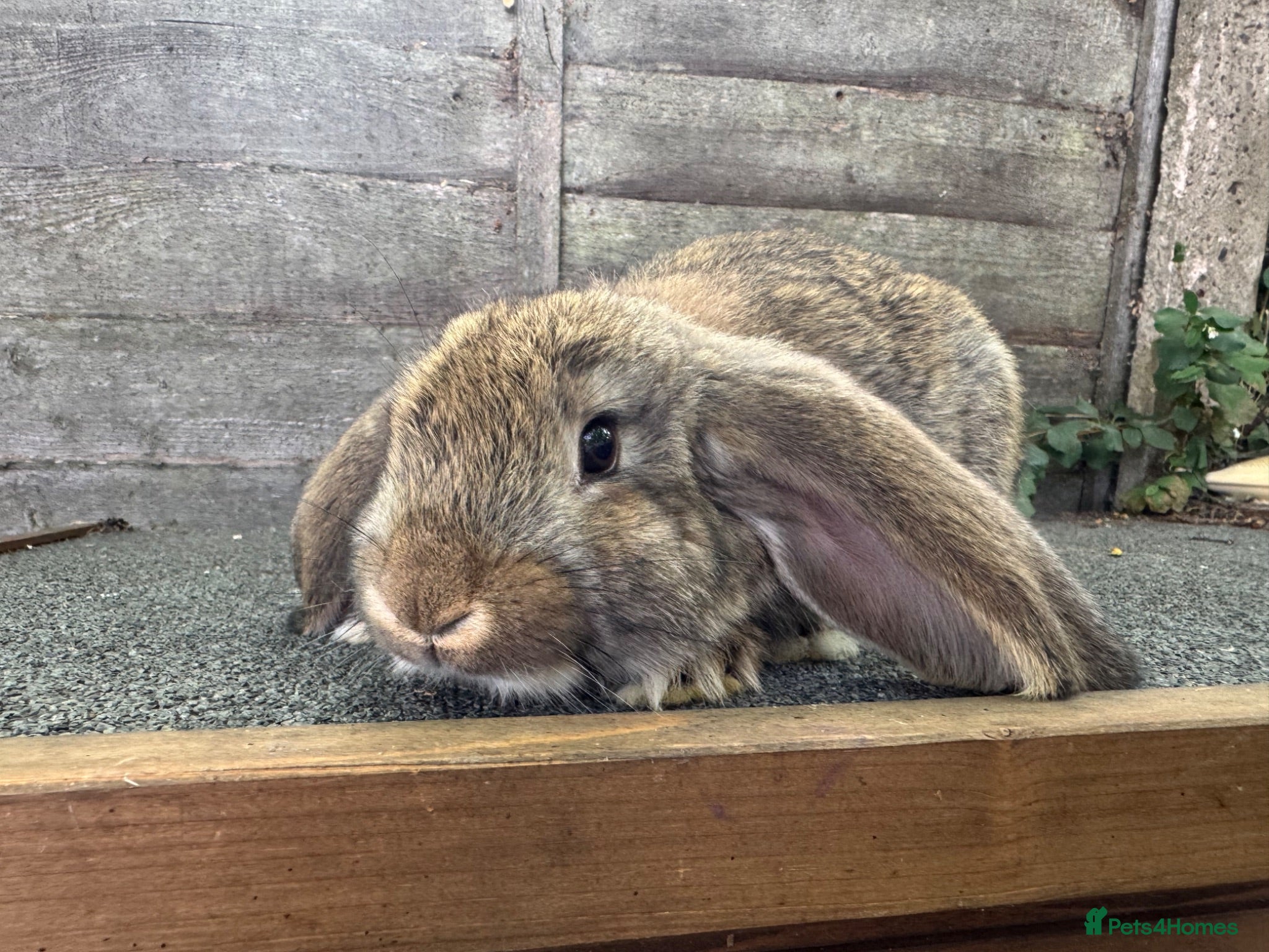 French Lop rabbits Ready in 1 Week • Quality French Lop Bunnies - Advert 1