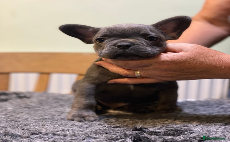 French Bulldog dogs - Advert 1
