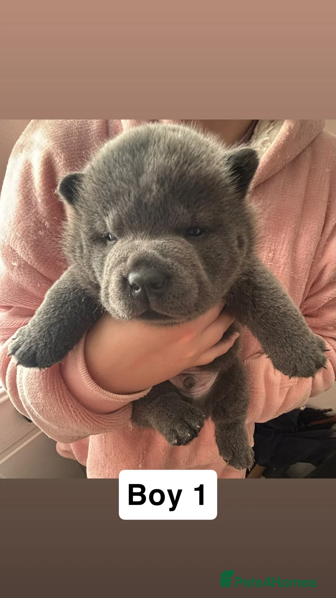 Chow Chow dogs for sale: Last 2 pups! Smooth coat lilac male pups. - Advert 6