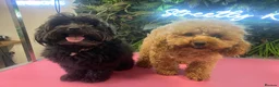Toy Poodle dogs for stud: Charlie KC Toy poodle  extensively health tested  - Advert 38