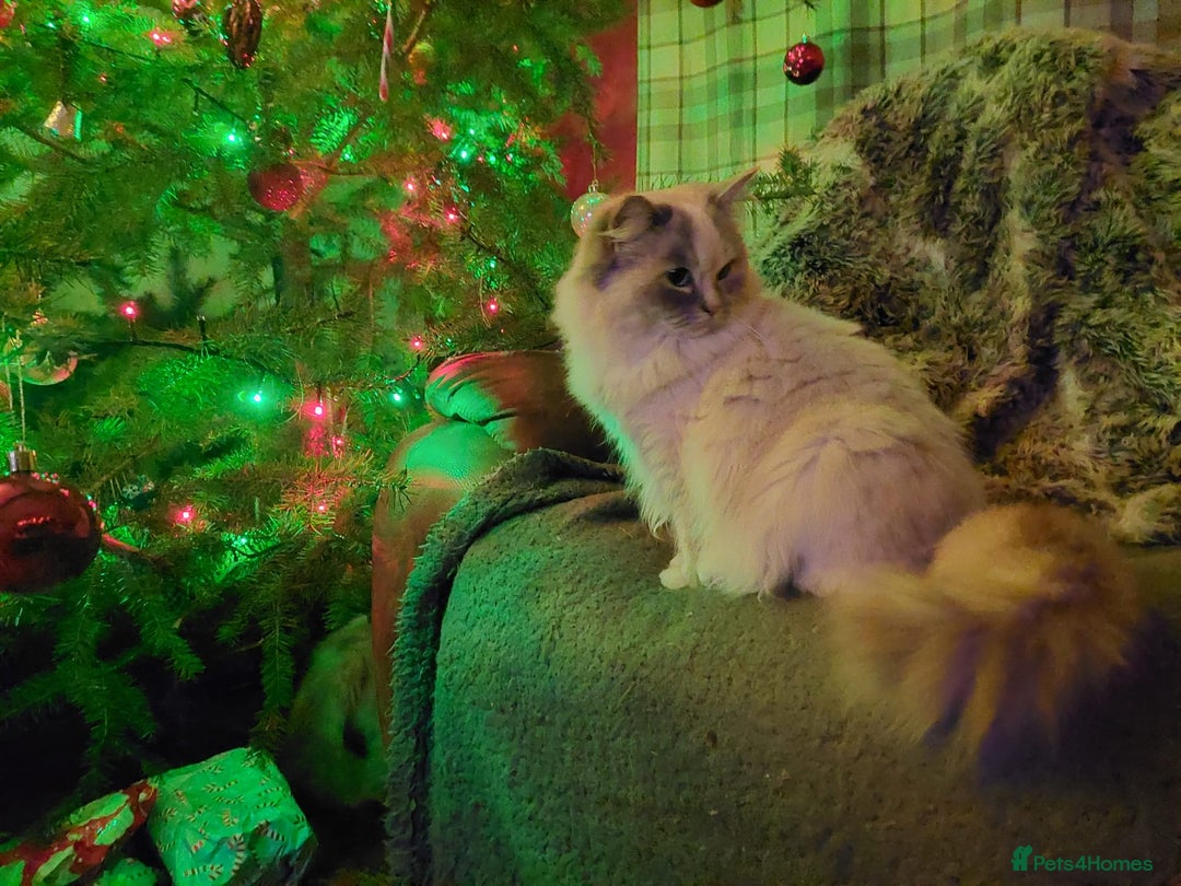 Ragdoll cats for sale: Beautiful Female Ragdoll - Image 1