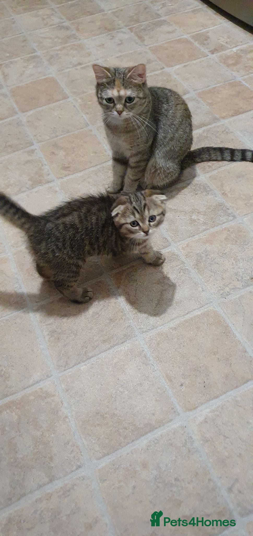 Scottish Fold cats Scottish fold kitten Tabby gold boy  - Advert 3