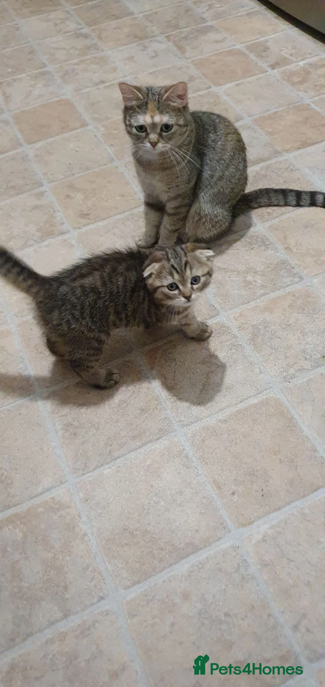 Scottish Fold cats for sale: Scottish fold kitten Tabby gold boy  - Advert 1