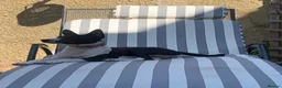 Basenji dogs for sale: Top quality Basenji Girl - Advert 7