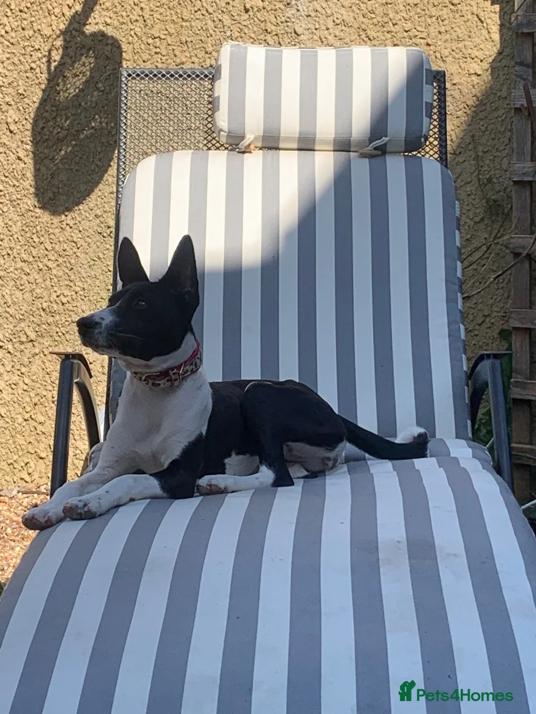 Basenji dogs for sale: Top quality Basenji Girl - Advert 7