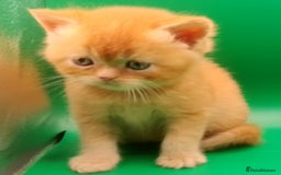 Exotic cats for sale:  Exotic British shorthair  - Image 5