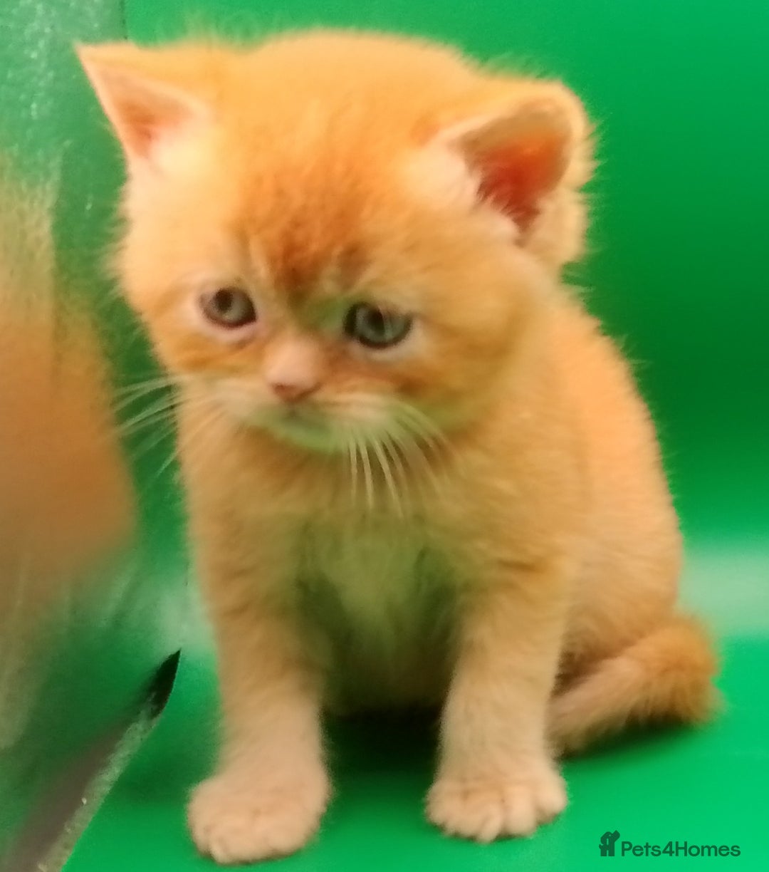 Exotic cats for sale:  Exotic British shorthair  - Image 5