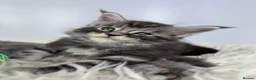 Maine Coon cats for sale: ✨7 Gorgeous Pure Breed Maine Coon Kittens✨ - Advert 31