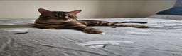 Bengal cats for sale: Beautiful Blue Eyed Bengal Stud - Advert 3