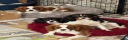 Cavalier King Charles Spaniel dogs for sale: Pedigree Cavalier King Charles Spaniel Puppies - Advert 3