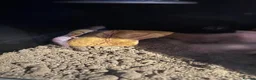 Leopard Gecko reptiles for sale: Leopard Gecko Female & Full vivarium set up - Advert 15