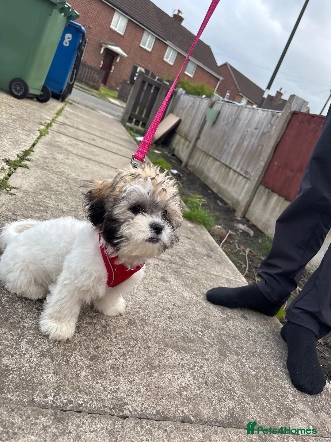 Shih Tzu dogs for sale: 19 week old shih tzu puppy maggie - Advert 8
