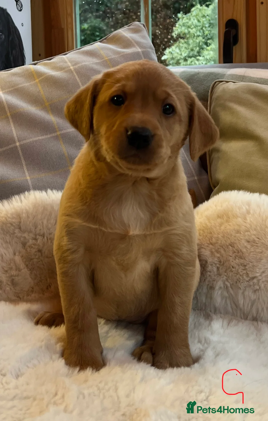 Labrador Retriever dogs for sale: KC reg fox red Labradors  - Advert 20