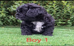 French Bulldog dogs for sale: French Bulldog Froodle Puppies  - Image 7