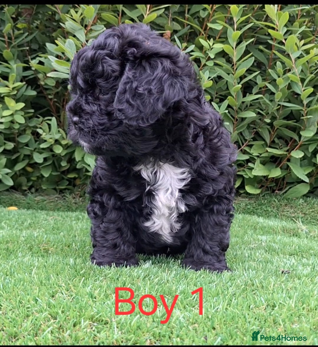 French Bulldog dogs for sale: French Bulldog Froodle Puppies  - Image 7