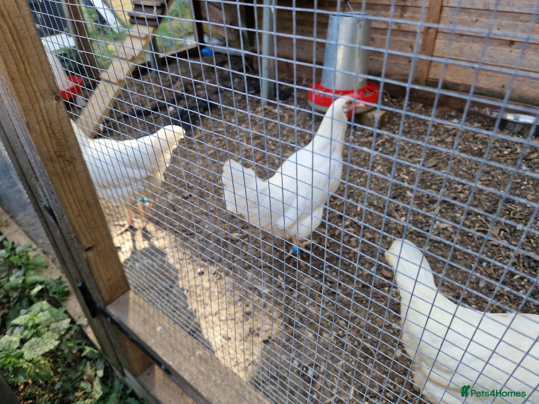 Chickens poultry LayingvChickens for sale  - Advert 2