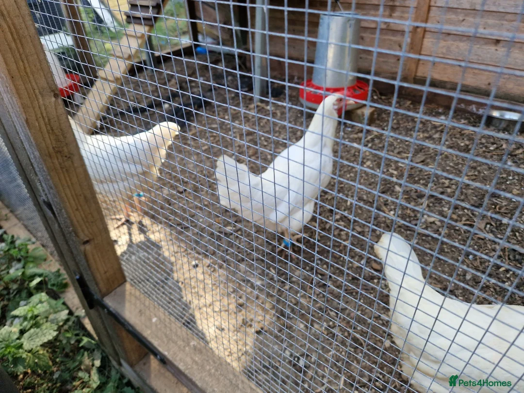 Chickens poultry for sale: LayingvChickens for sale  - Advert 2