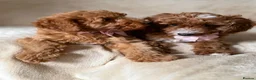 Australian Labradoodle dogs for sale: 🐶LAST 1 AVAILABLE FULL VACCINATION🐶 - Advert 21