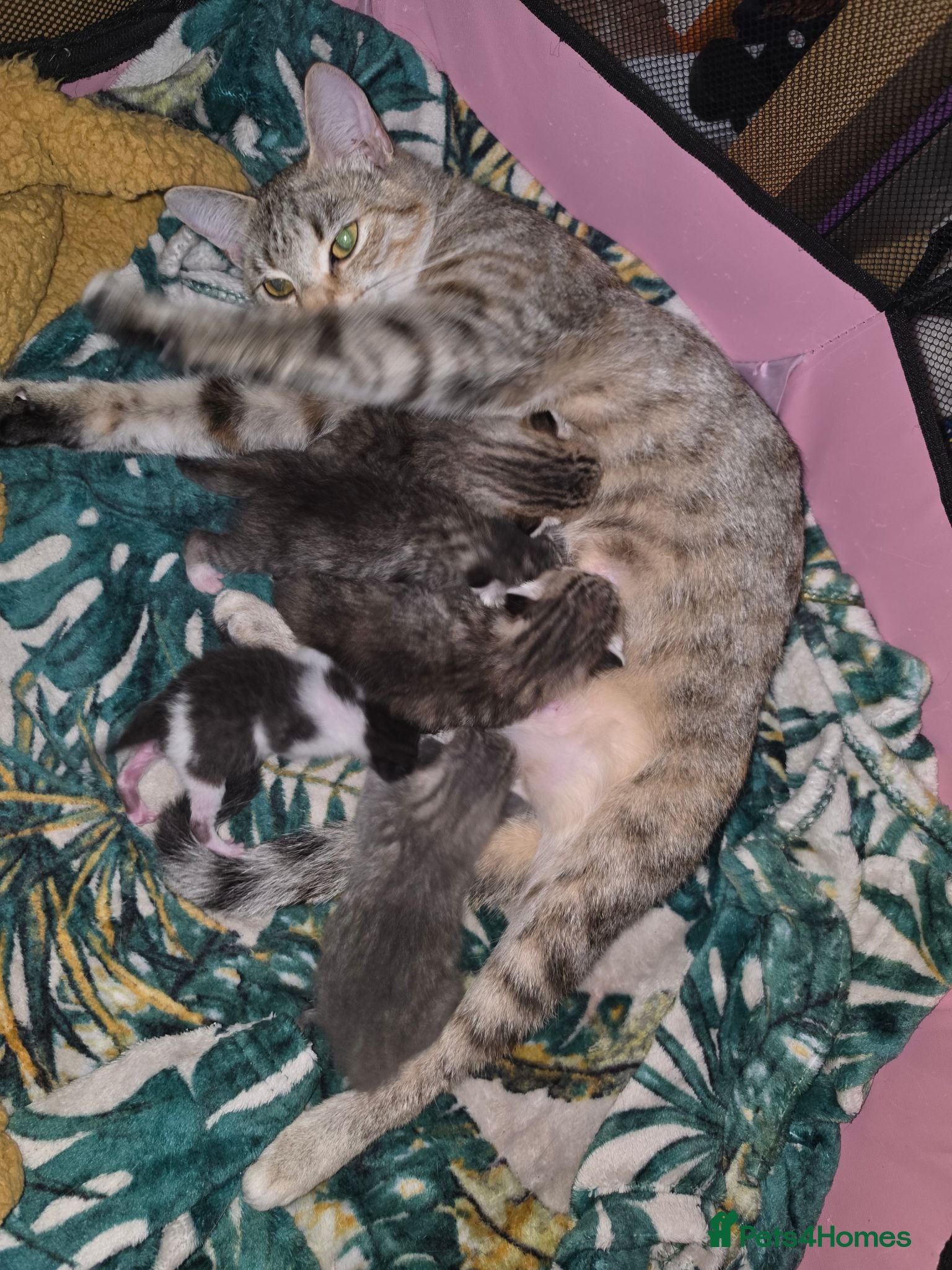 Mixed Breed cats 9 kittens ready  - Advert 7