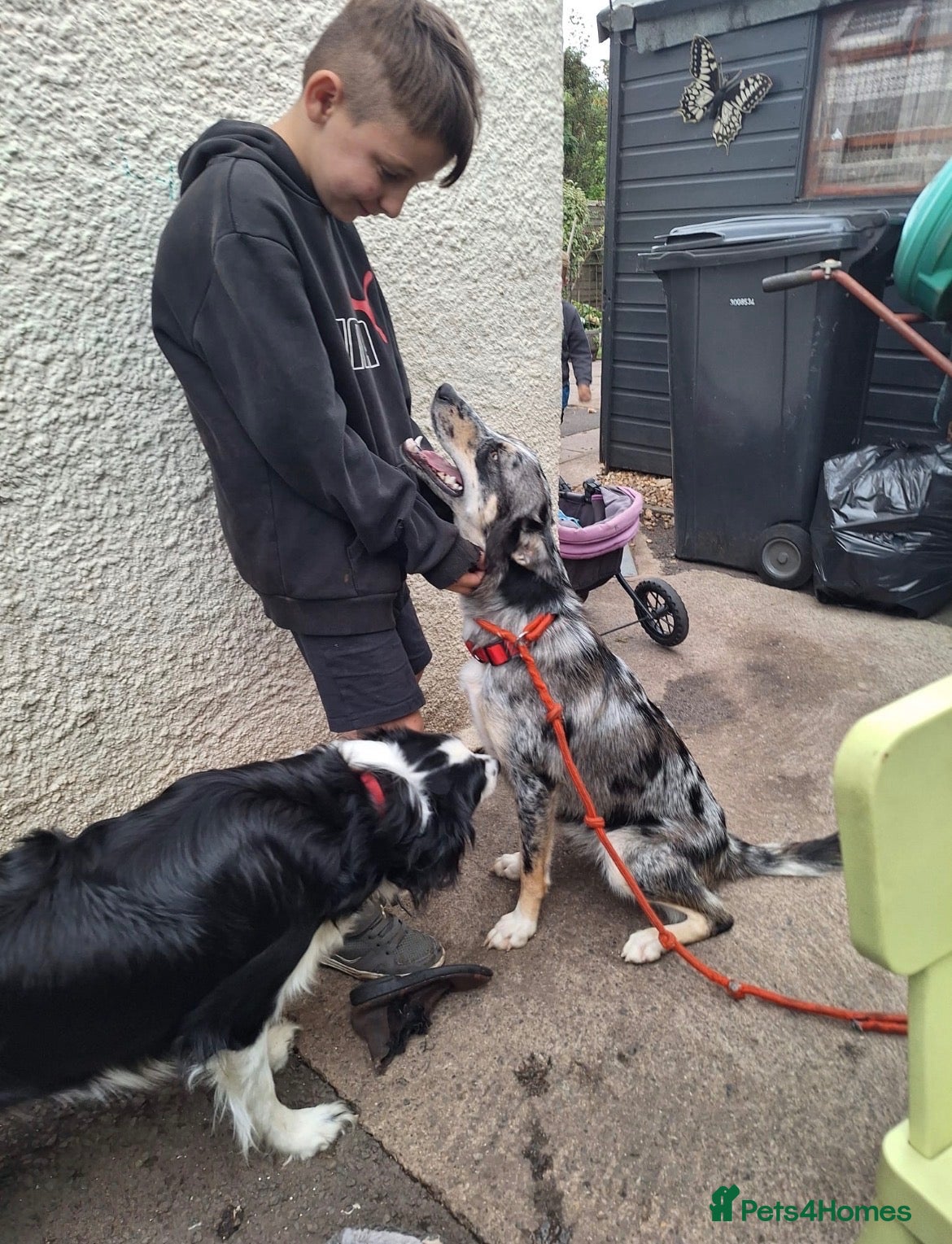 Mixed Breed dogs Nellie  - Advert 2