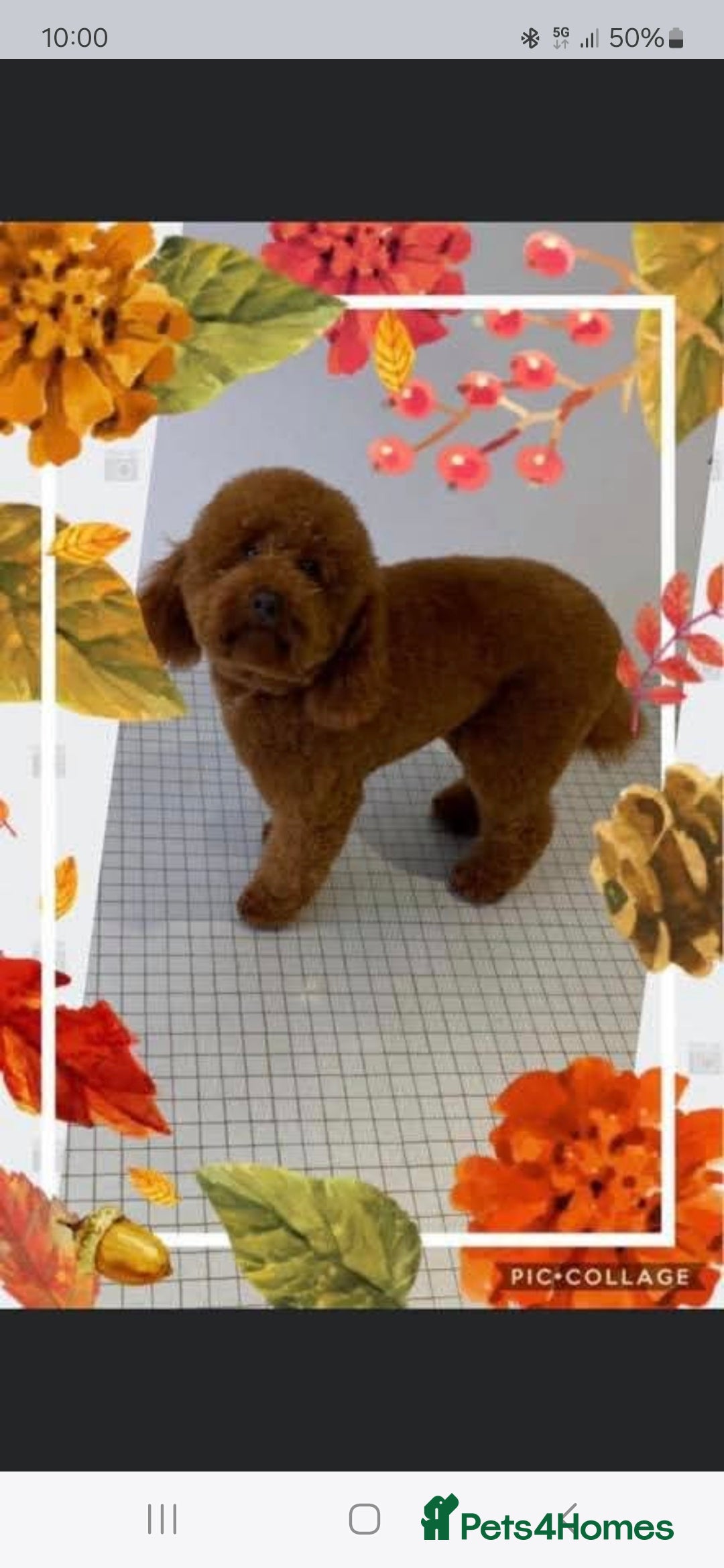 Cockapoo dogs for sale: Cockapoo puppies  - Image 20