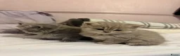 British Shorthair cats for sale: Ready Now British Shorthair kittens - Advert 6