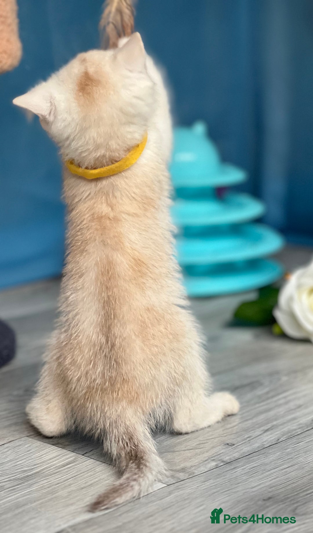 British Shorthair cats for sale: British shorthair golden, silver TICA - Image 5