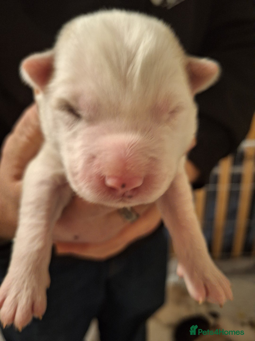 Siberian Husky dogs for sale: 7 SIBERIAN HUSKYS, 4 BOYS, 3 GIRLS - Advert 16