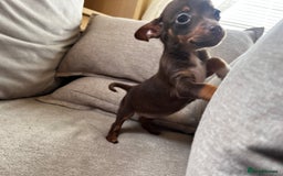 Mixed Breed dogs for sale: Adorable Dachshund x Pomchi Puppies - Image 15