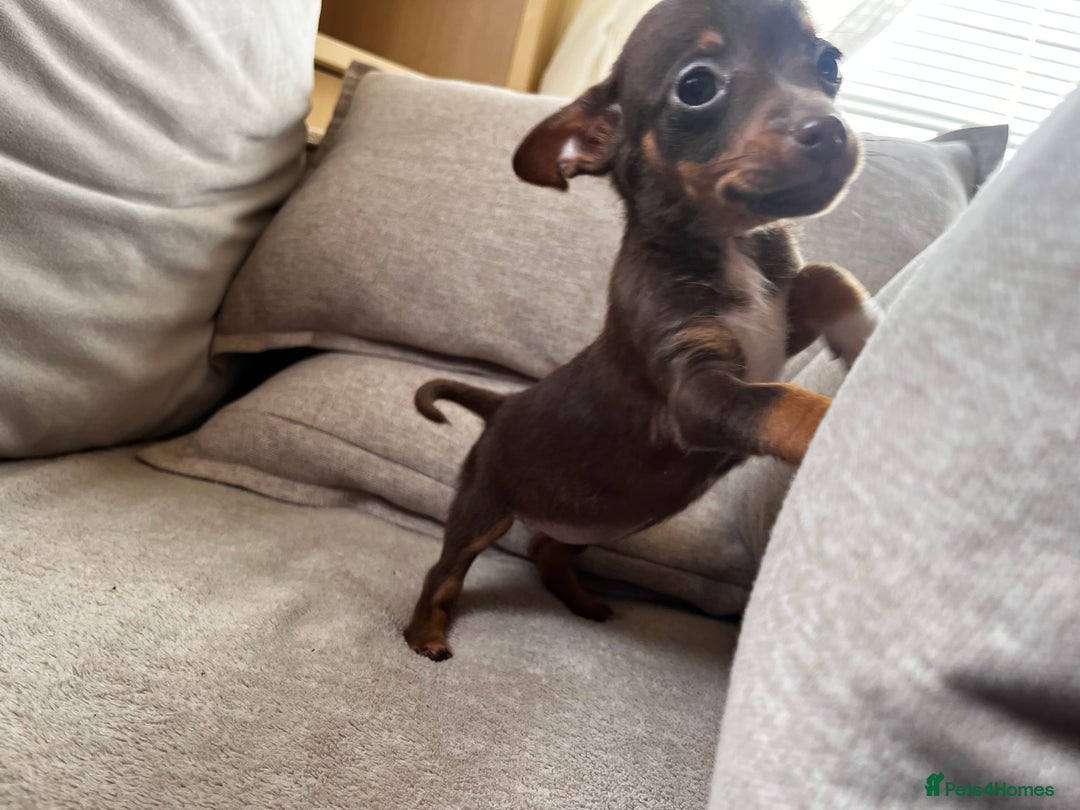 Mixed Breed dogs for sale: Adorable Dachshund x Pomchi Puppies - Image 15