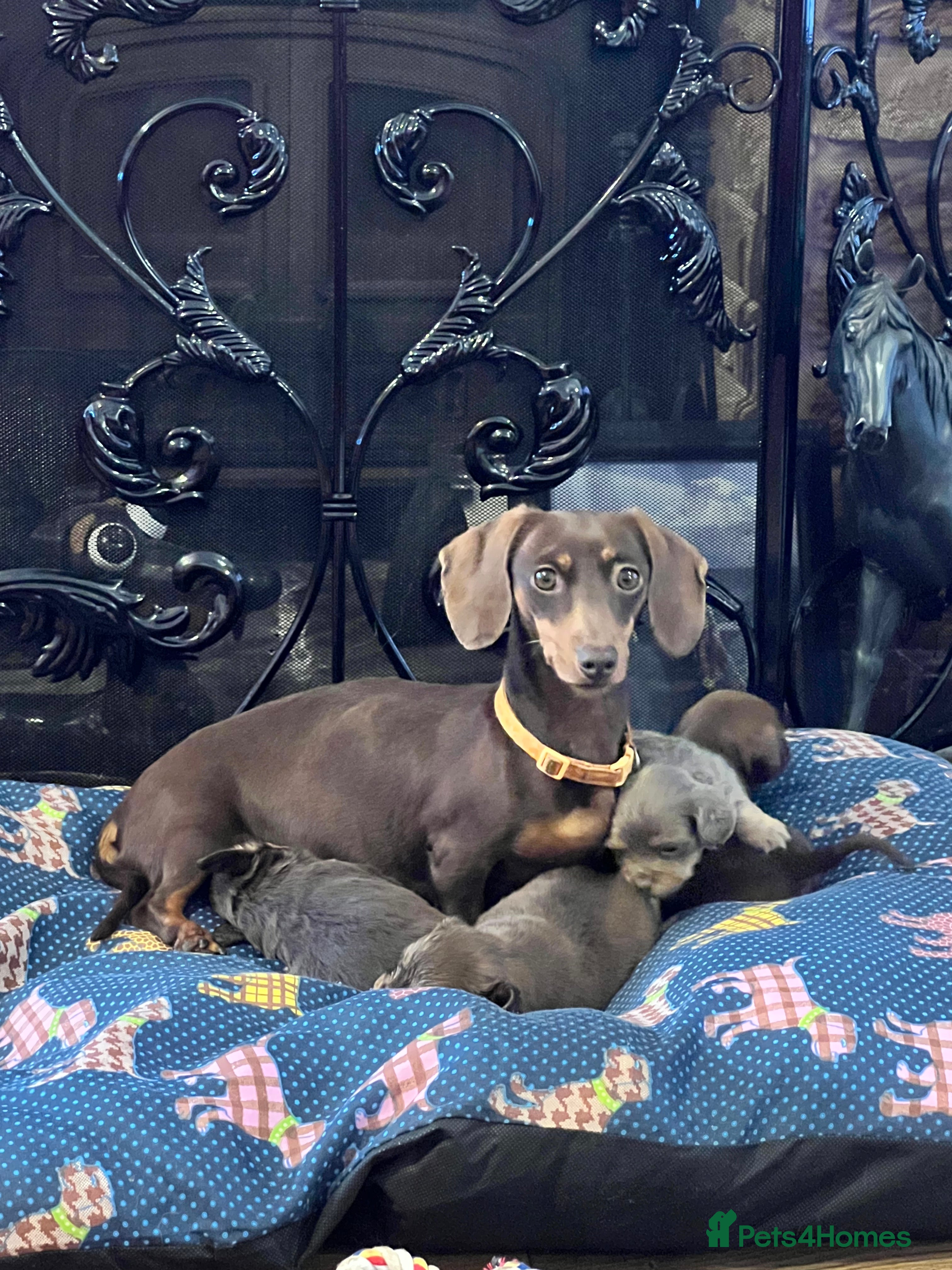 Miniature Dachshund dogs Stunning full pedigree Miniature Dachshunds  - Advert 12