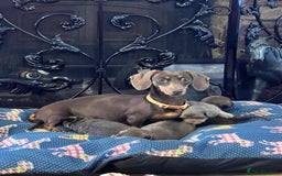 Miniature Dachshund dogs for sale: Stunning full pedigree Miniature Dachshunds  - Image 2