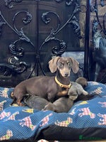 Miniature Dachshund dogs - Advert 4