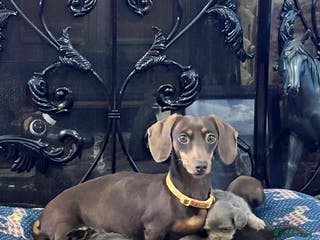 Miniature Dachshund dogs Stunning full pedigree Miniature Dachshunds - Advert 17
