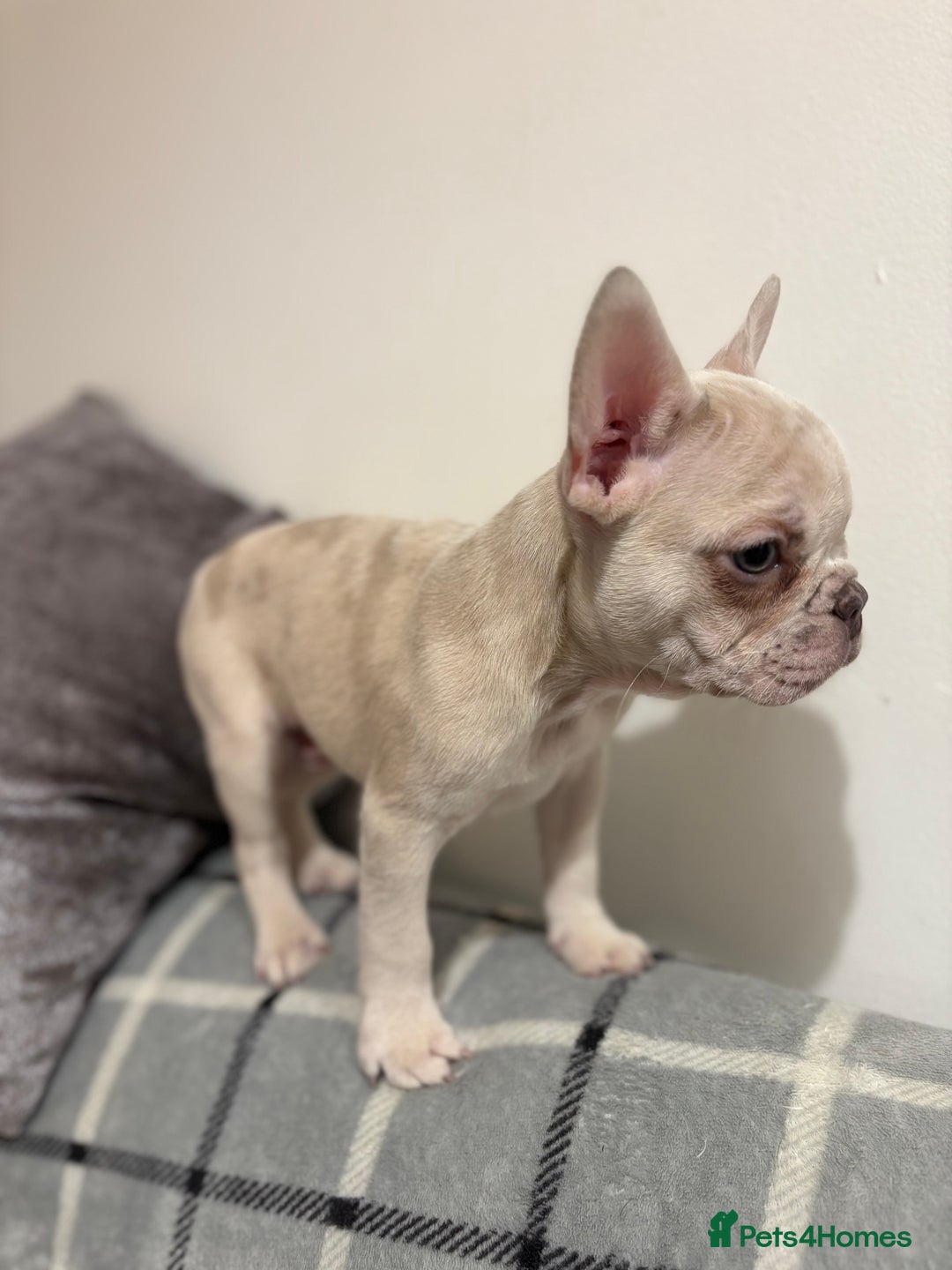 French Bulldog dogs for sale: 3 beautiful pedigree French bulldog puppies  - Image 12