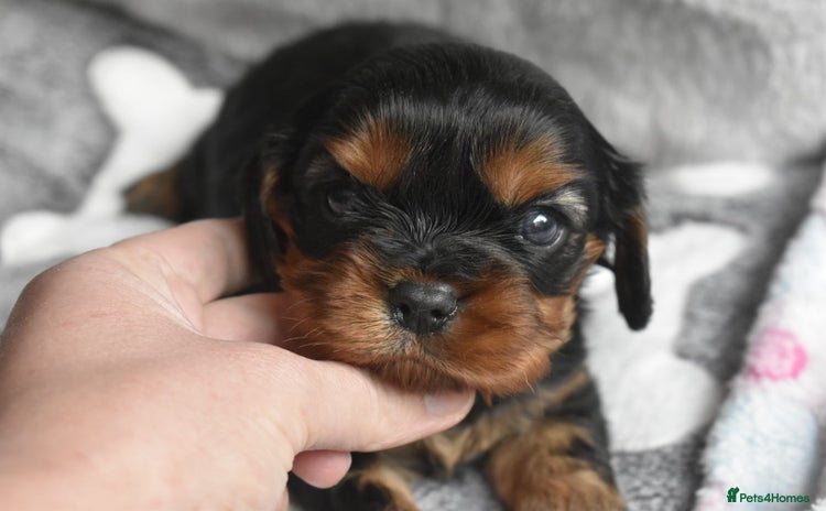 Cavalier King Charles Spaniel dogs - Advert 11