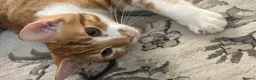 Mixed Breed cats for sale: Simba – Super Playful & Loving Cat 🐾❤️ - Advert 4