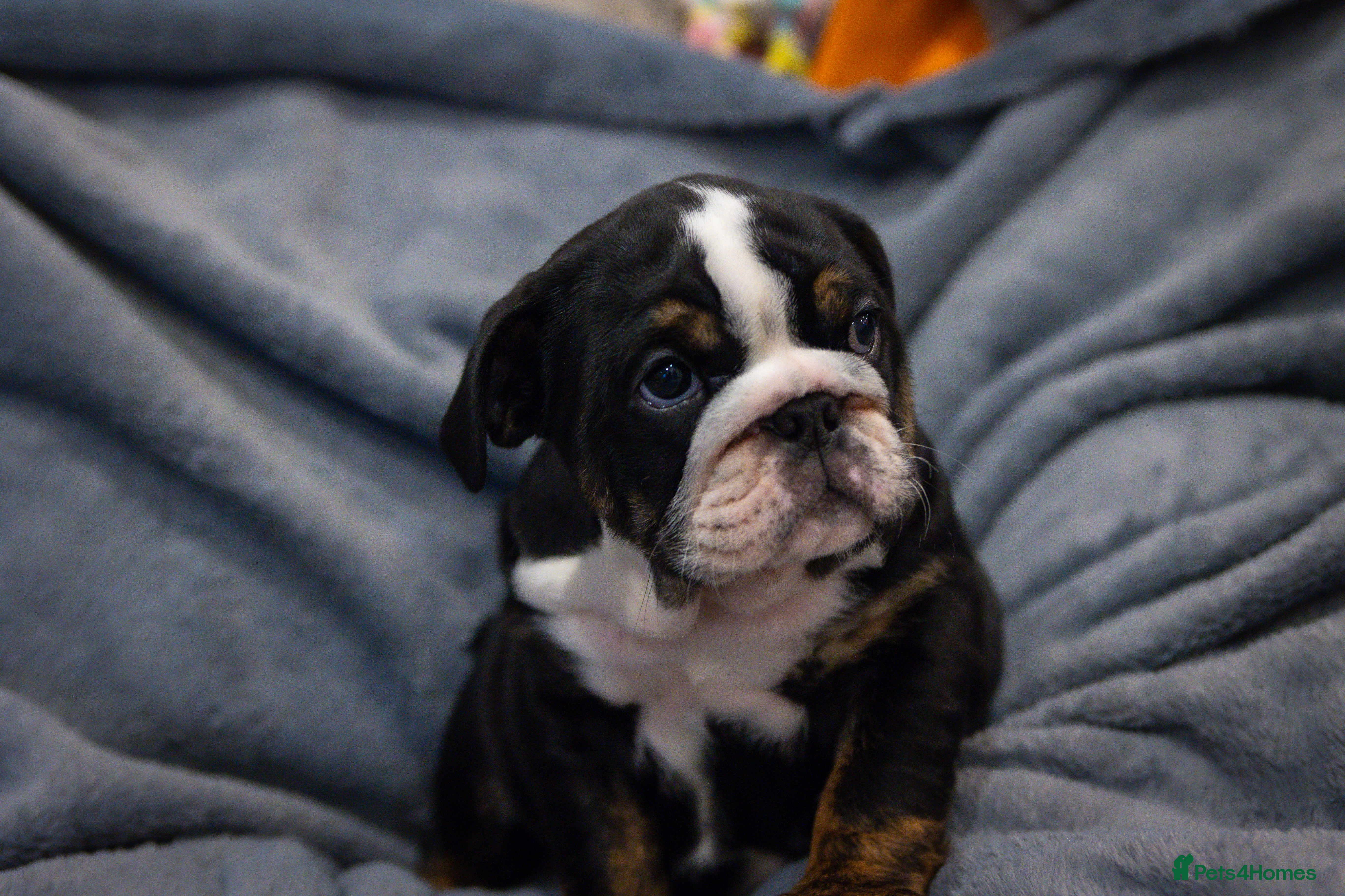 English Bulldog dogs English bulldog puppies ready to go now - Advert 2