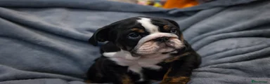 Jet
