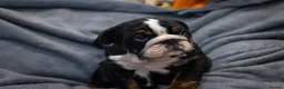 English Bulldog dogs for sale: English bulldog puppies ready to go now in Glasgow - Advert 2