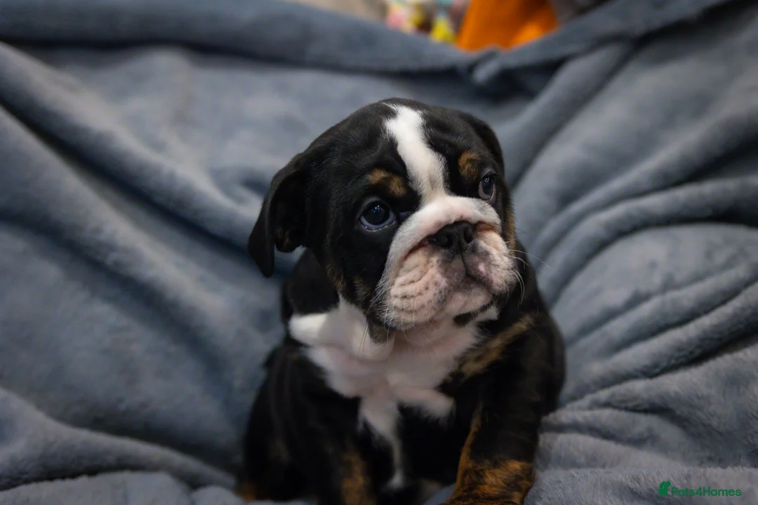 English Bulldog dogs for sale: English bulldog puppies ready to go now in Glasgow - Advert 2
