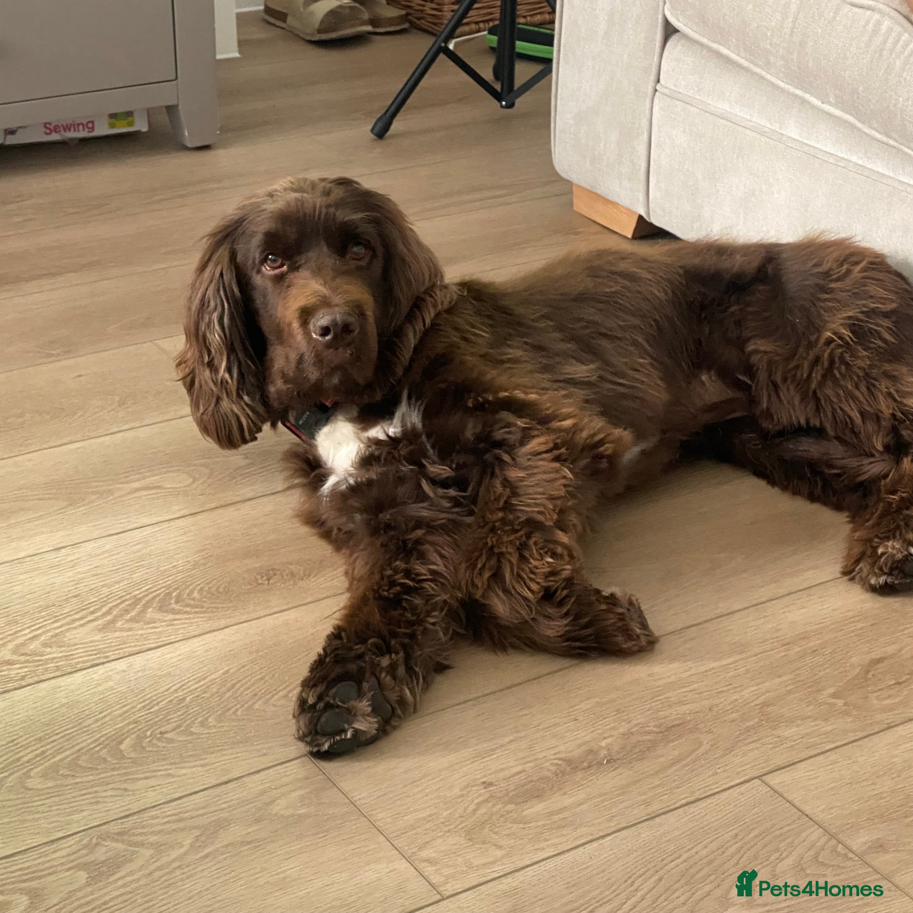 Sprocker dogs Male Chocolate  Sprocker Spaniel  - Advert 4