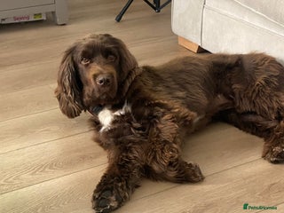 Sprocker dogs - Advert 1