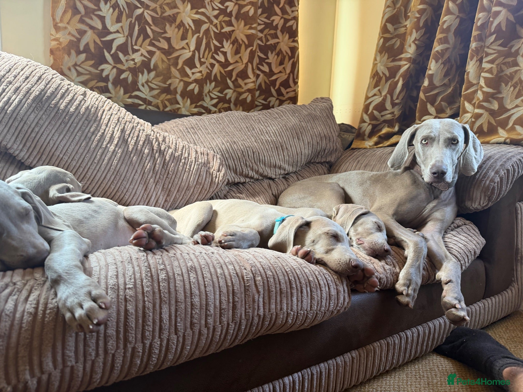 Weimaraner dogs Handsome male KC Registered Weimaraner pups  - Advert 3