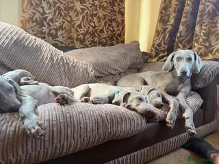 Weimaraner dogs Handsome male KC Registered Weimaraner pups - Advert 3
